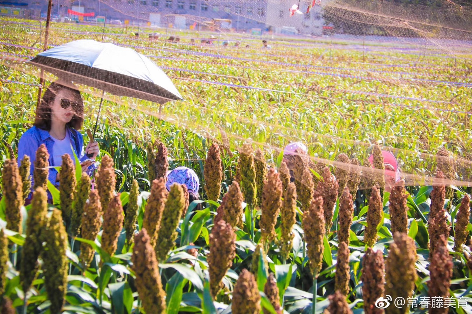 常春藤·山东省农科院实验基地写生学习活动