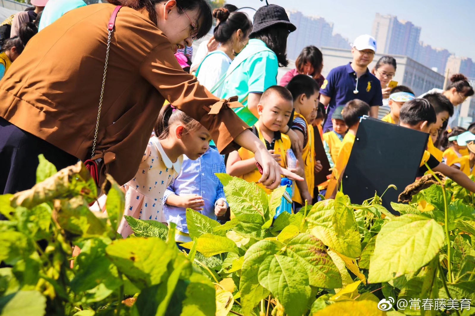 常春藤·山东省农科院实验基地写生学习活动